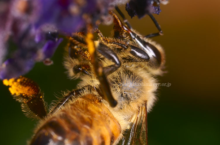 ラベンダーと蜜蜂