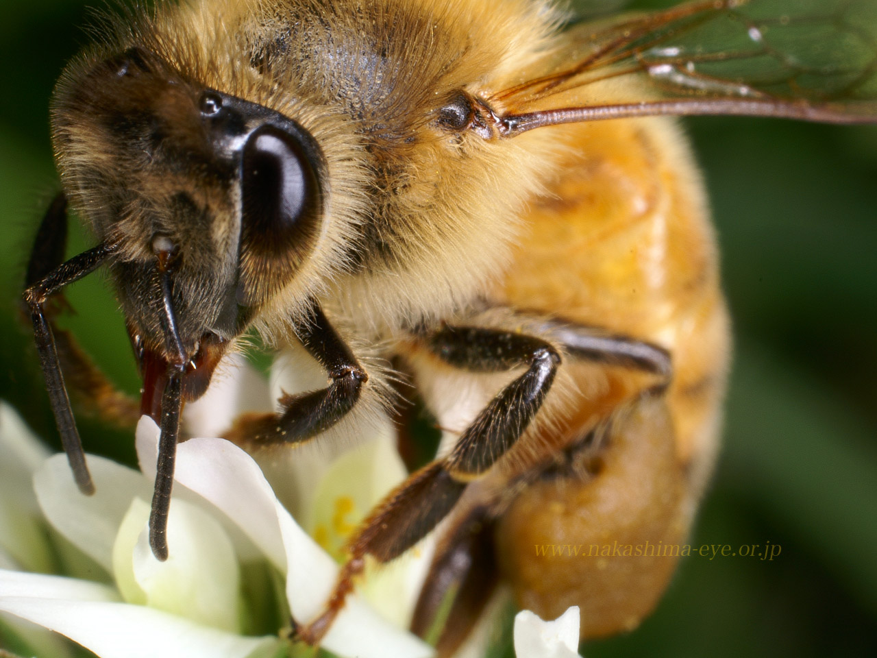 ミツバチ，蜜蜂、honey bee